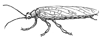 The Stonefly Adult