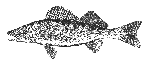 http://www.bcadventure.com/adventure/angling/game_fish/walleye.gif