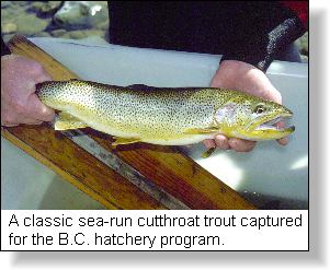 Sea-Run Cutthroat Trout