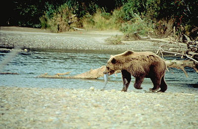 Bear Watching in British Columbia, Canada. Viewing Grizzly Bears and