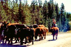 Cattle Drive