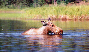 Does this Moose BYTE?
