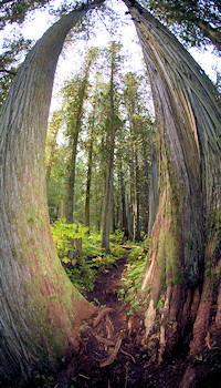 Ancient Trees