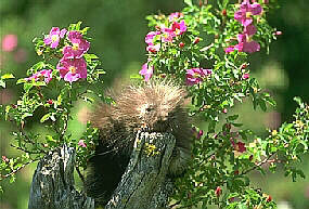 A porcupine