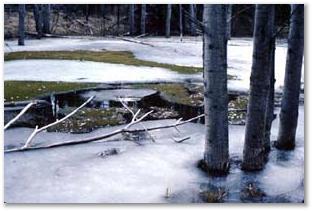 Aspen Trees on Ice