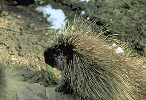 porcupine.jpg