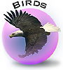 Birds of BC