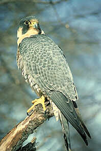 http://www.bcadventure.com/adventure/wilderness/birds/peregrine.jpg