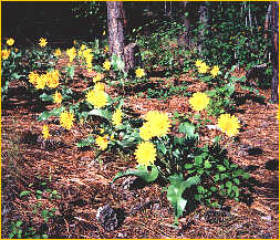 Balsamroot