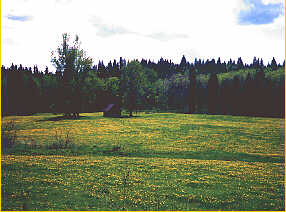 Field of Dandelions