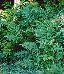 Lady Fern