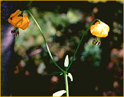 Tiger Lillies