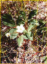 Wood Strawberry