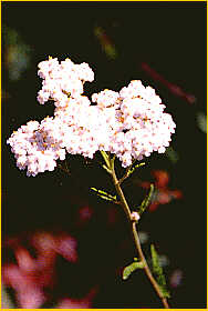 Yarrow