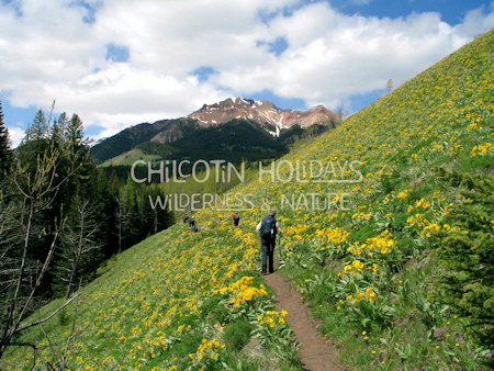 hiking in alpine meadows