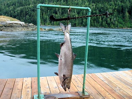 BC's large Chinook Salmon