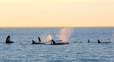 orca pod at sunse