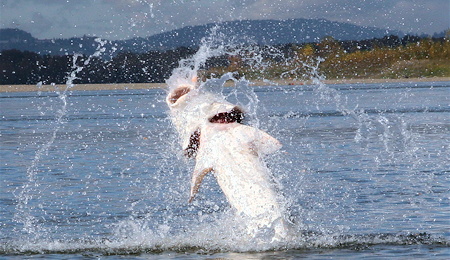 Jumping sturgeon