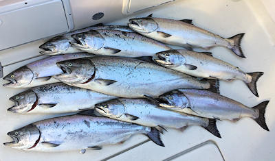 Nice catch of salmon at Ucluelet, BC