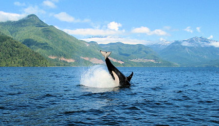 Orca Whale splashing in Discovery Passage