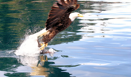 Eagle fishing at Kano Inlet
