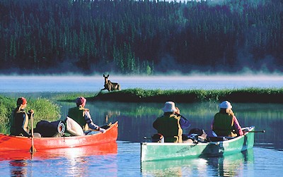 Wildlife encounter on the Bowron Lakes Canoe Circuit