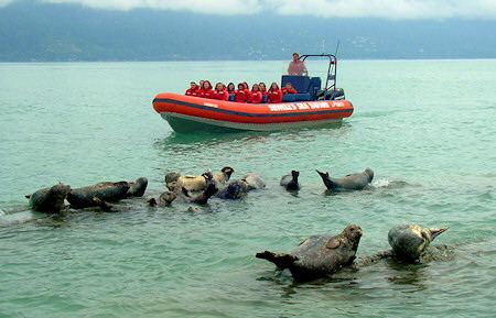 Sea Safari eco-Tours from Sewell's Marina