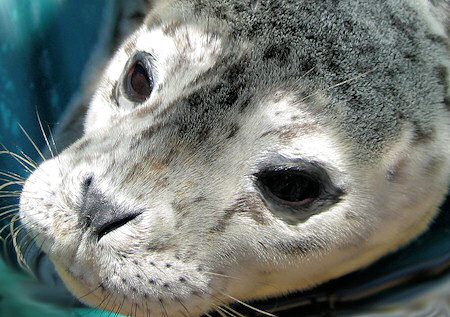 Marine Life Viewing