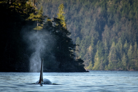 Kayaking the realm of the Orca Whales
