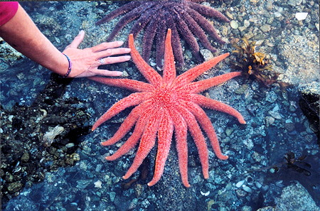 Starfish